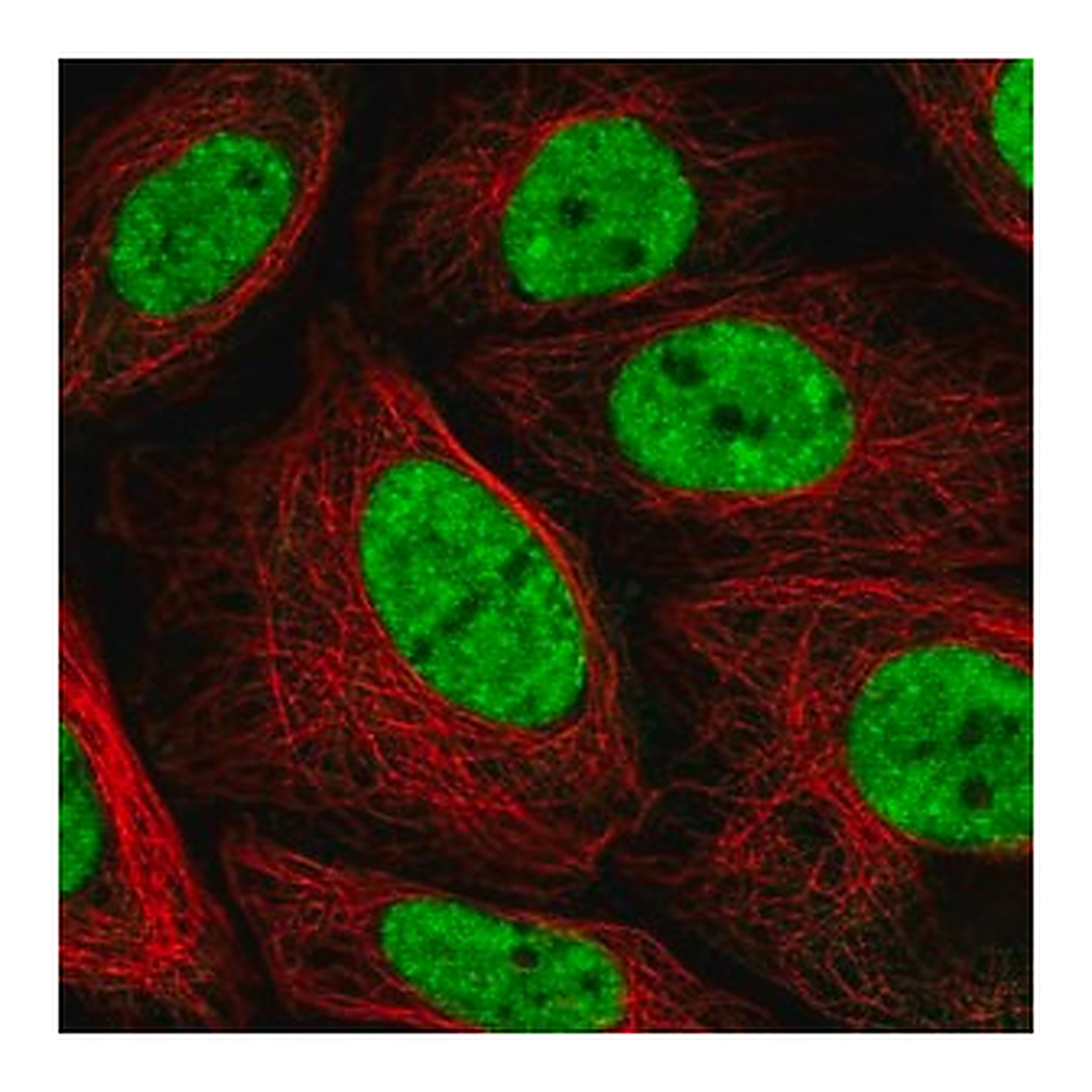 Merck Anti-PLEKHG4B antibody produced in rabbit