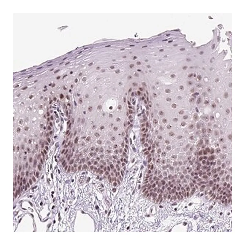 Merck Anti-DDX50 antibody produced in rabbit