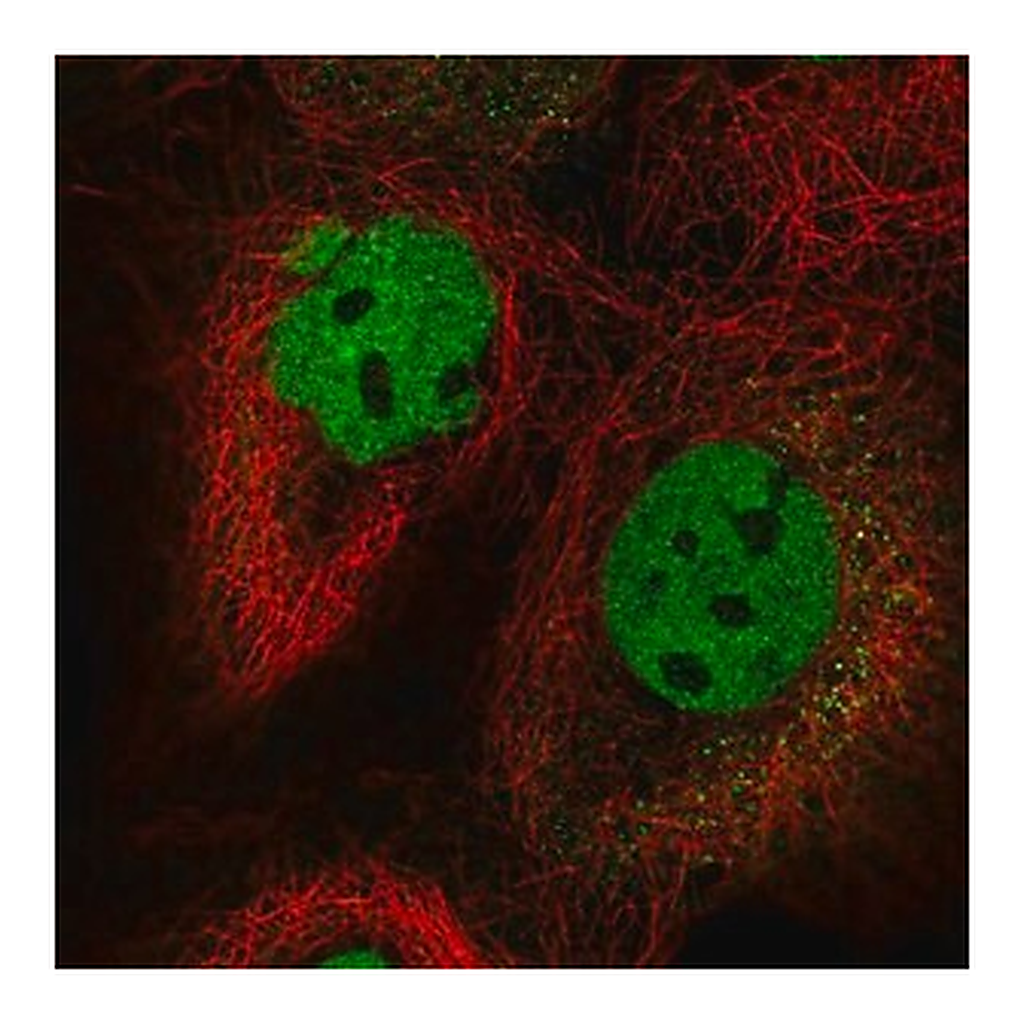 Merck Anti-FIP1L1 antibody produced in rabbit