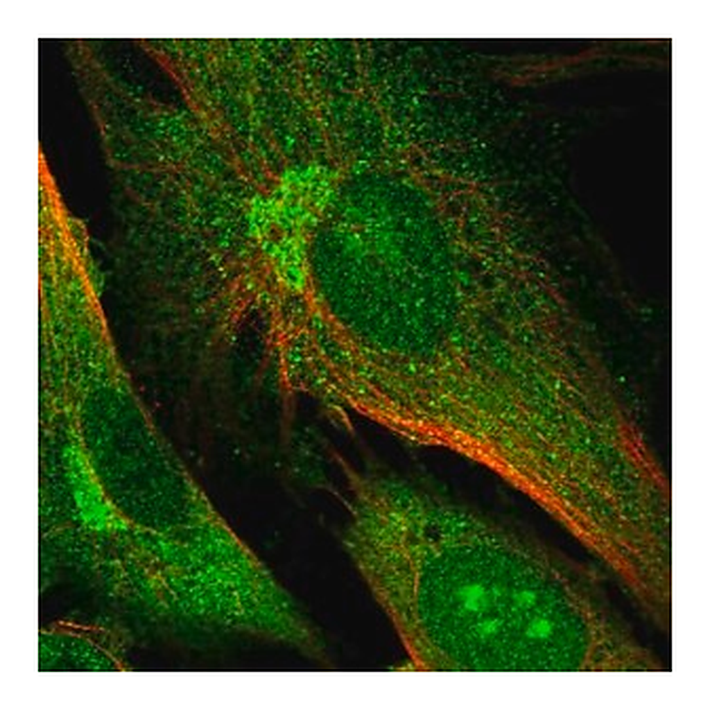 Merck Anti-DNMBP antibody produced in rabbit
