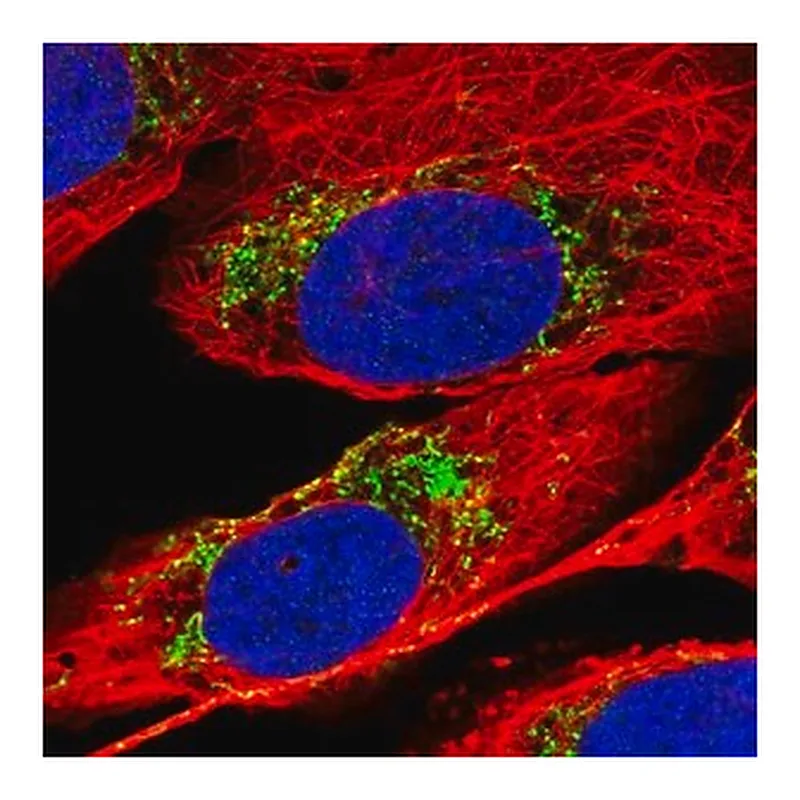 Merck Anti-MTPAP antibody produced in rabbit
