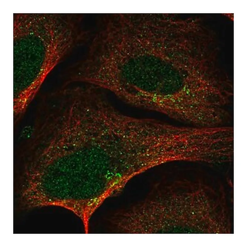 Merck Anti-SLA2 antibody produced in rabbit