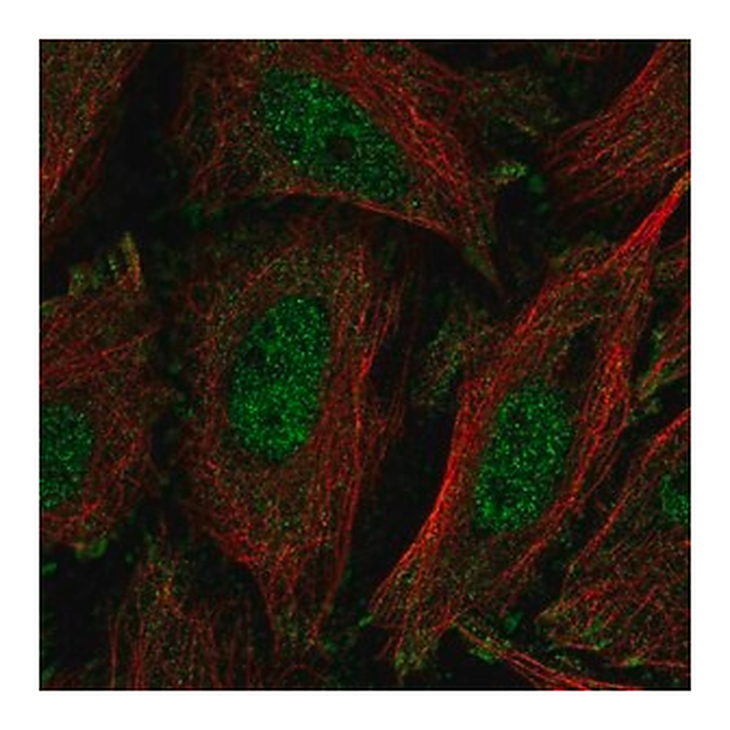 Merck Anti-KLF11 antibody produced in rabbit