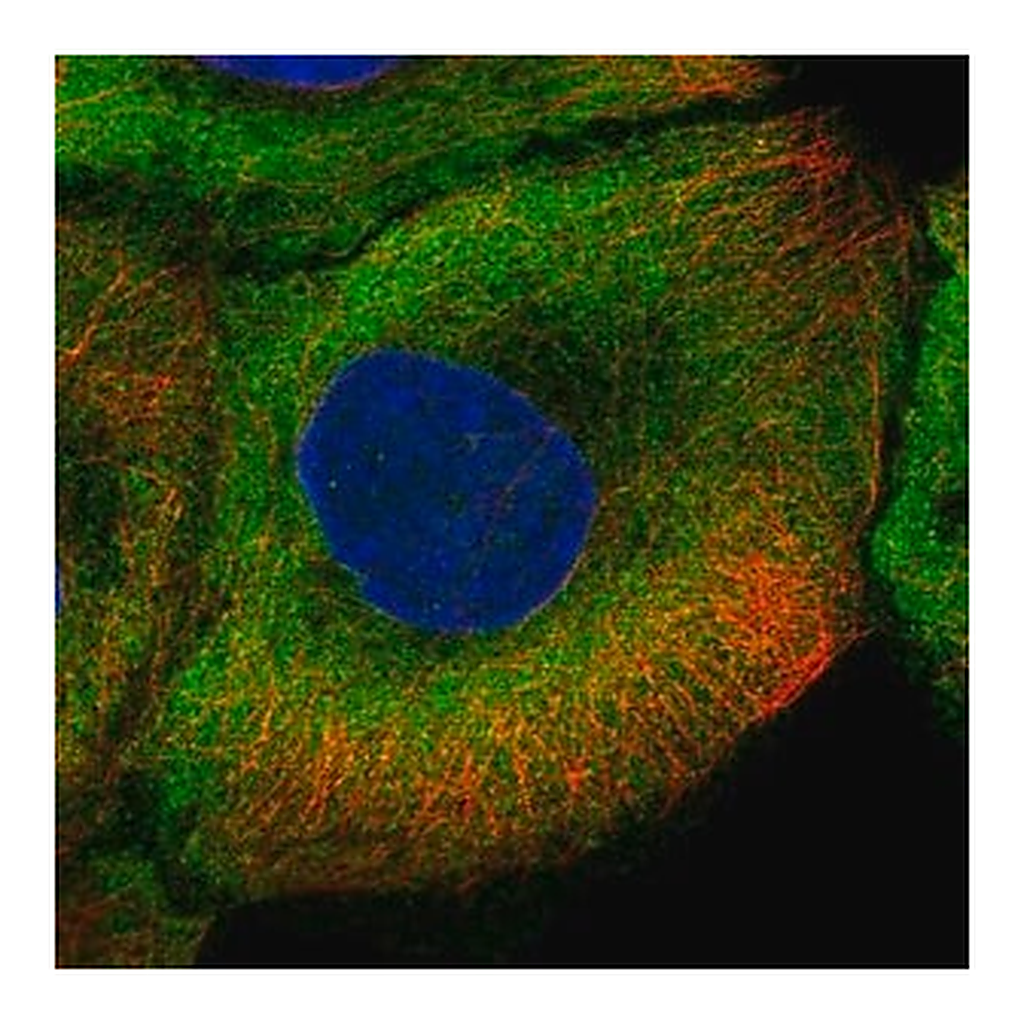 Merck Anti-NOS1 antibody produced in rabbit