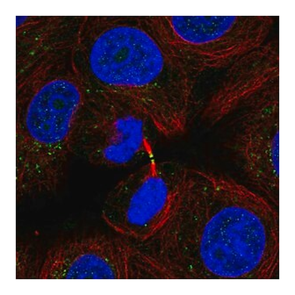 Merck Anti-ADAMTS19 antibody produced in rabbit