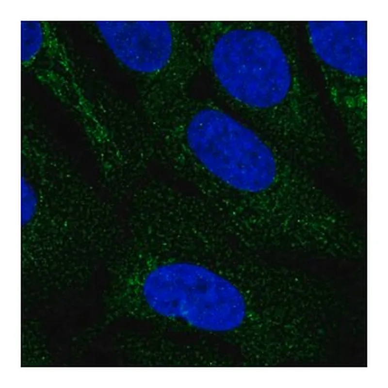 Merck Anti-IDNK antibody produced in rabbit