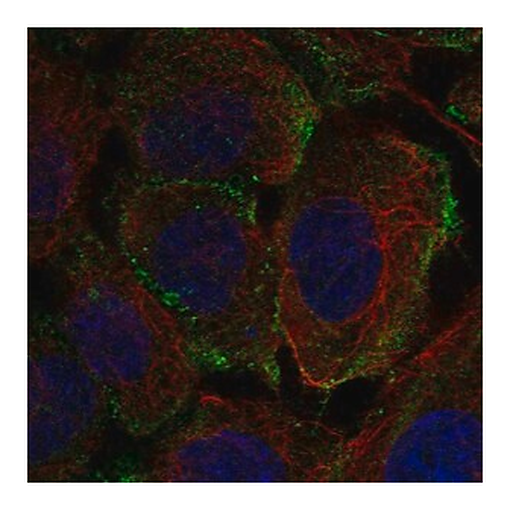 Merck Anti-PTPRB antibody produced in rabbit