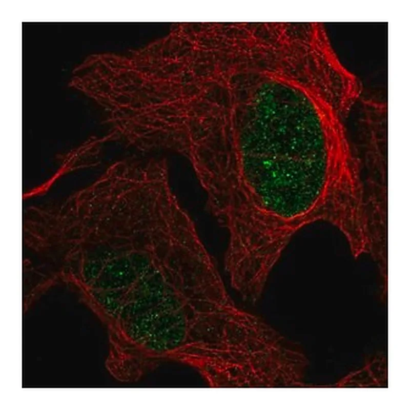 Merck Anti-GMPR2 antibody produced in rabbit