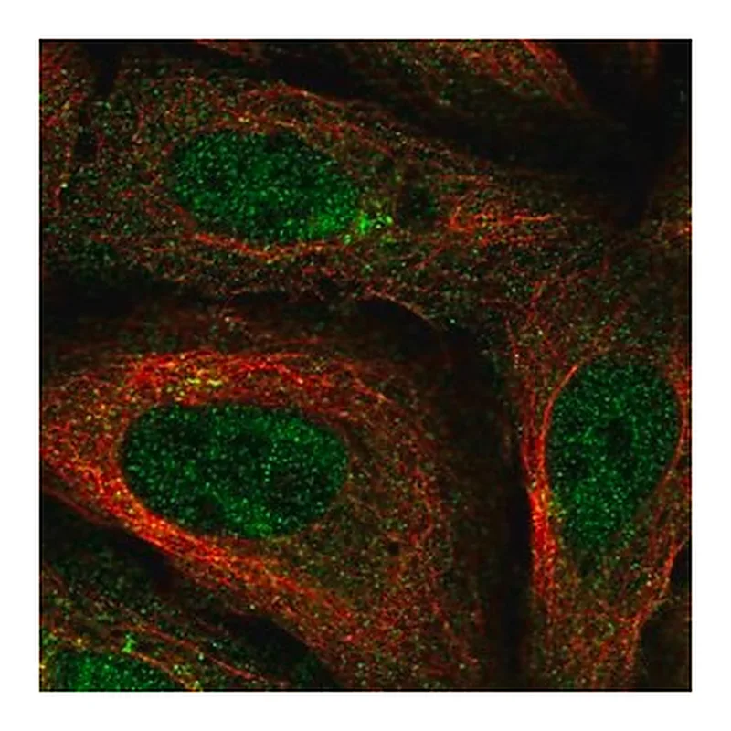 Merck Anti-FAM114A1 antibody produced in rabbit