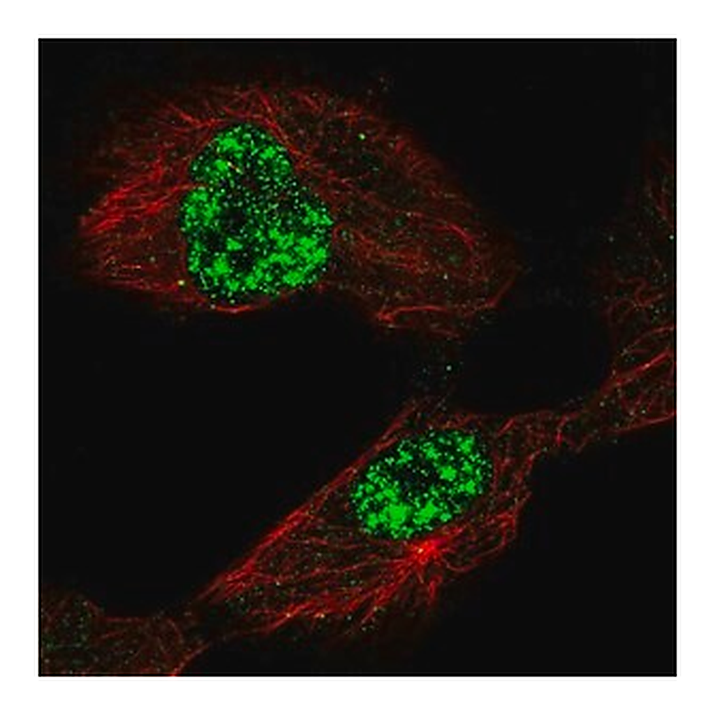 Merck Anti-TAF5L antibody produced in rabbit