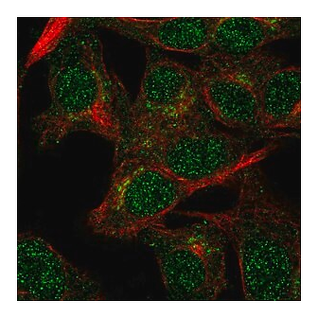 Merck Anti-VPS54 antibody produced in rabbit