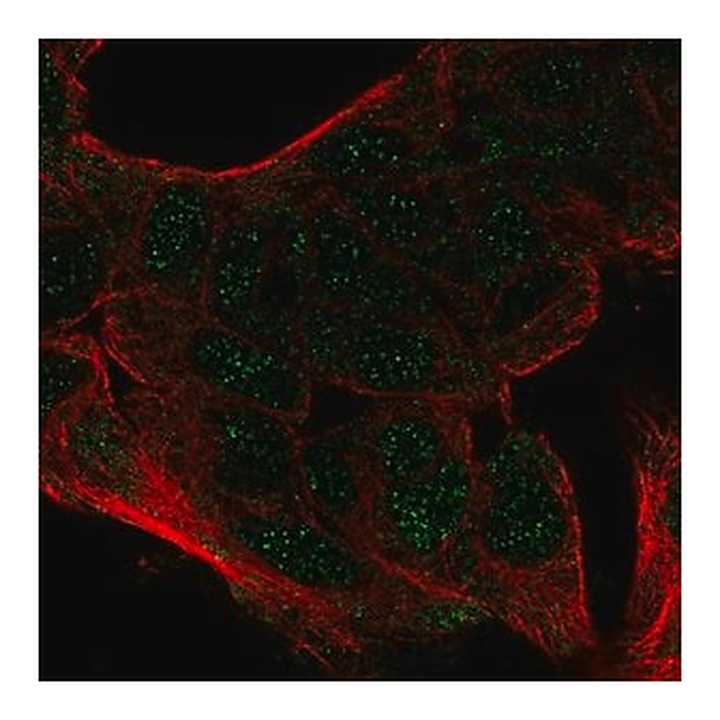 Merck Anti-CEBPA antibody produced in rabbit