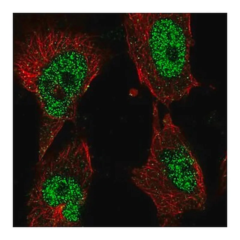 Merck Anti-POLK antibody produced in rabbit