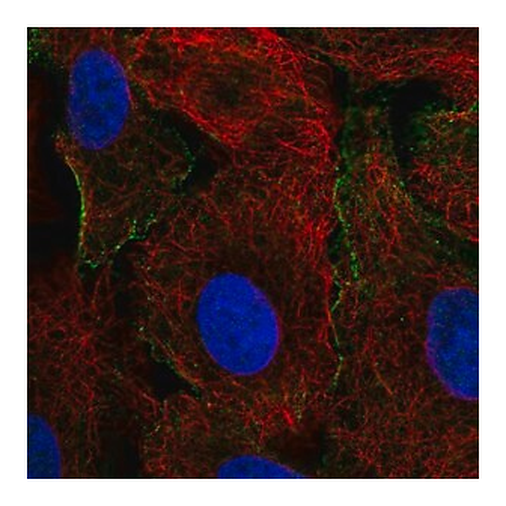 Merck Anti-CRK antibody produced in rabbit