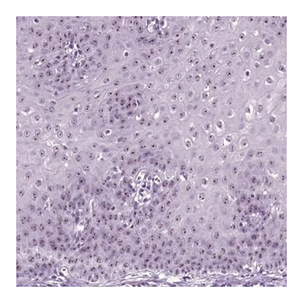 Merck Anti-ZNF865 antibody produced in rabbit