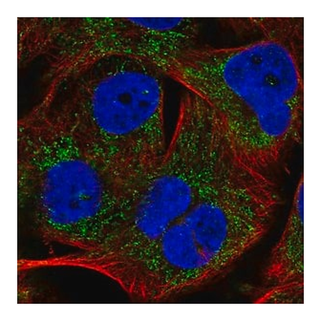 Merck Anti-PHYHIP antibody produced in rabbit