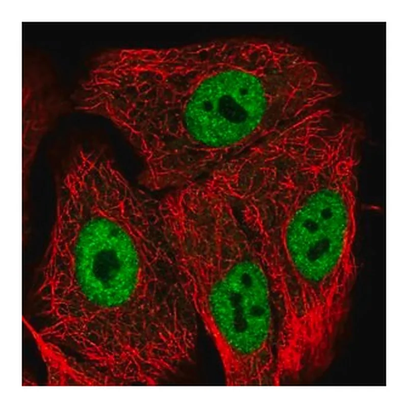 Merck Anti-POLR2M antibody produced in rabbit
