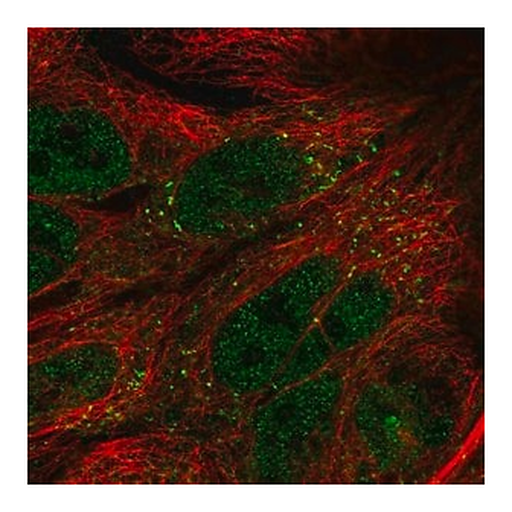 Merck Anti-TTI1 antibody produced in rabbit