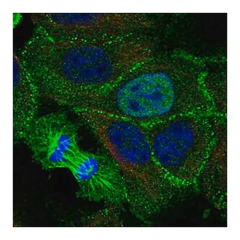 Merck Anti-KDF1 antibody produced in rabbit