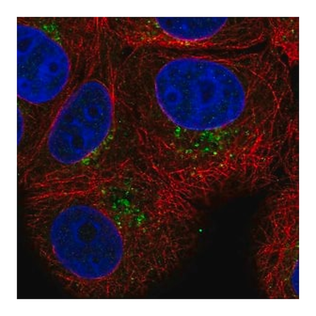 Merck Anti-PAQR4 antibody produced in rabbit