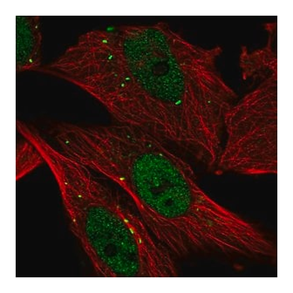 Merck Anti-CTSC antibody produced in rabbit