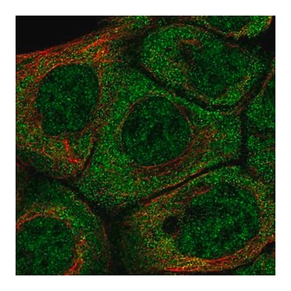 Merck Anti-BARX2 antibody produced in rabbit
