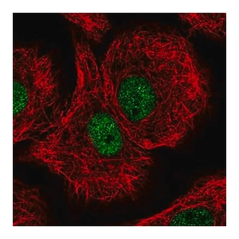 Merck Anti-DDB1 antibody produced in rabbit
