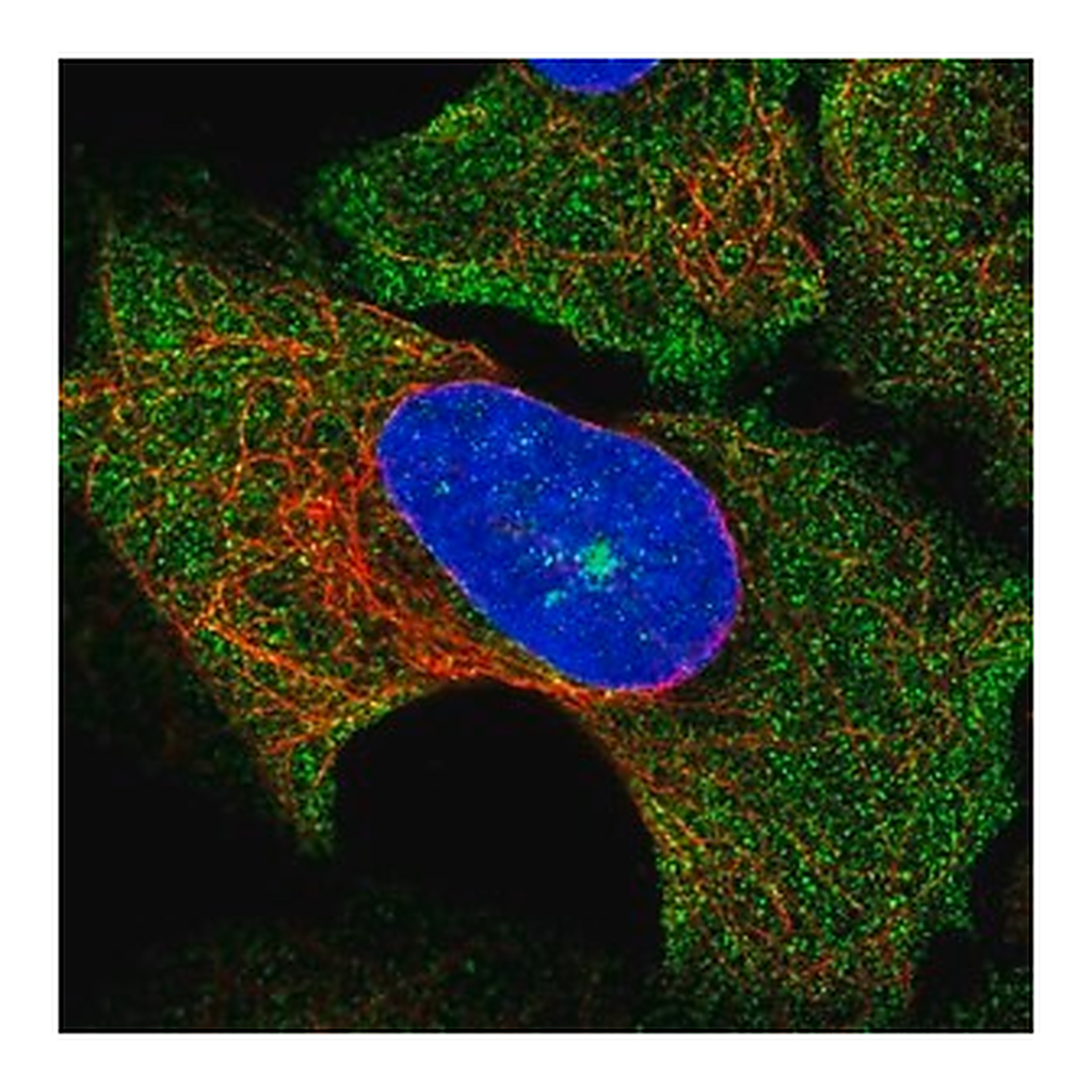 Merck Anti-SOCS3 antibody produced in rabbit