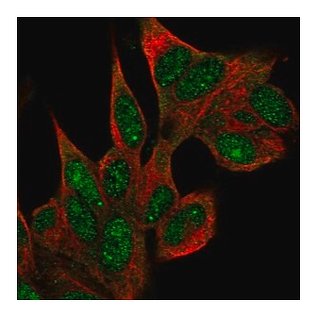 Merck Anti-COIL antibody produced in rabbit