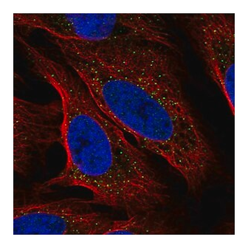 Merck Anti-MREG antibody produced in rabbit