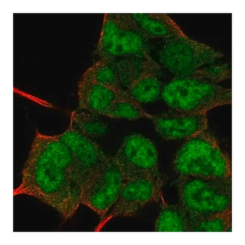Merck Anti-PIN1 antibody produced in rabbit