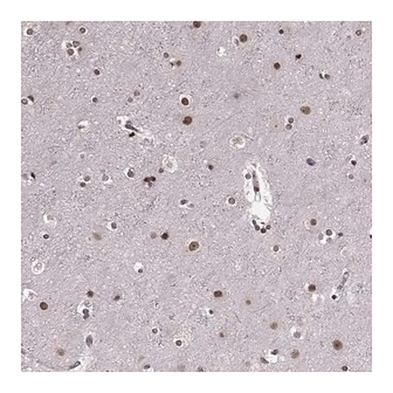 Merck Anti-RRAGD antibody produced in rabbit