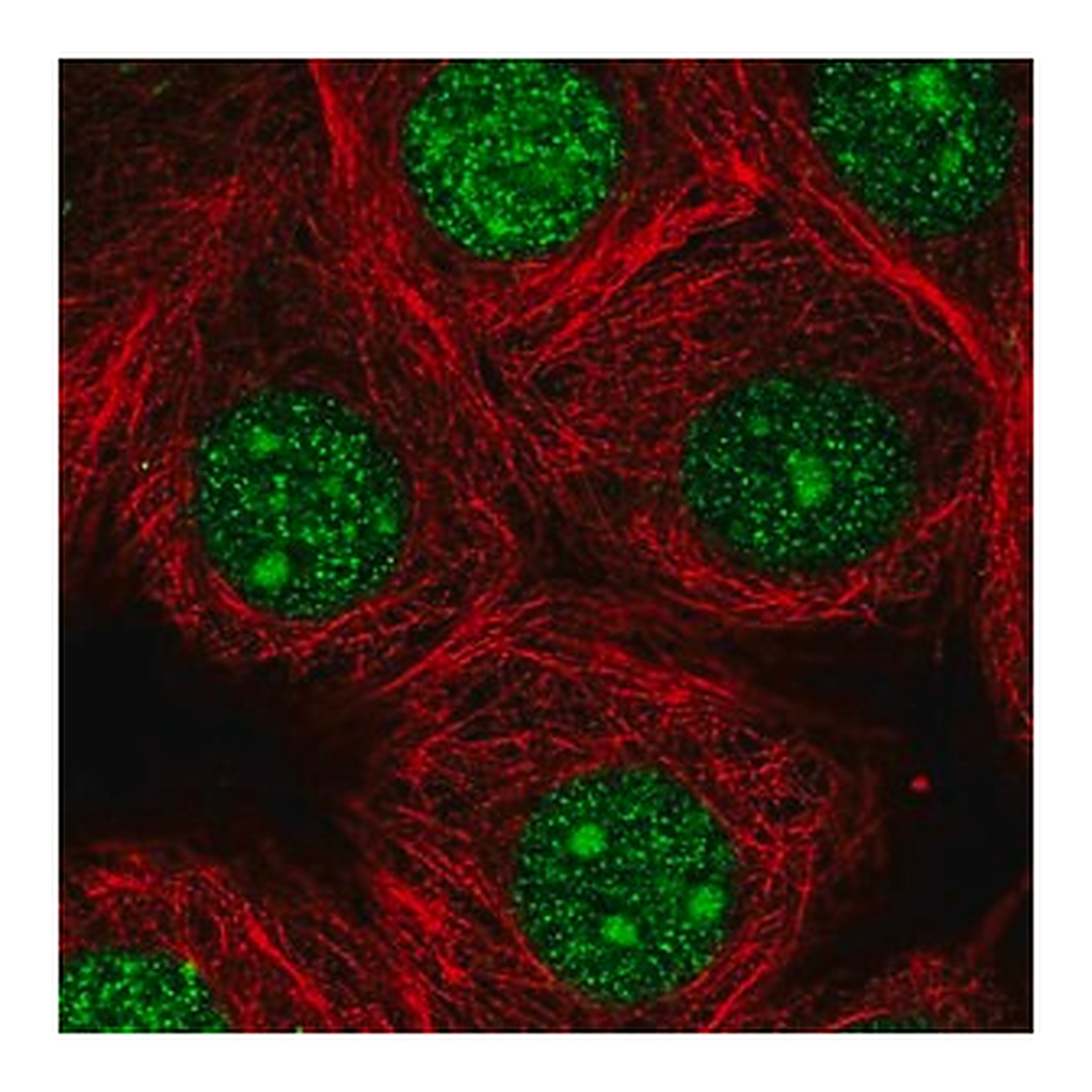 Merck Anti-GMPR2 antibody produced in rabbit