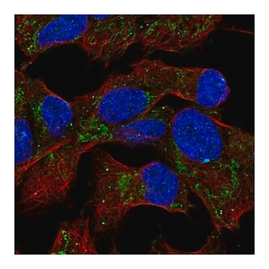 Merck Anti-EML6 antibody produced in rabbit
