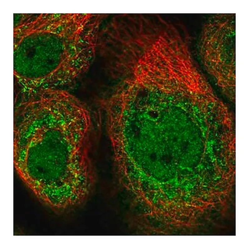 Merck Anti-CLUAP1 antibody produced in rabbit