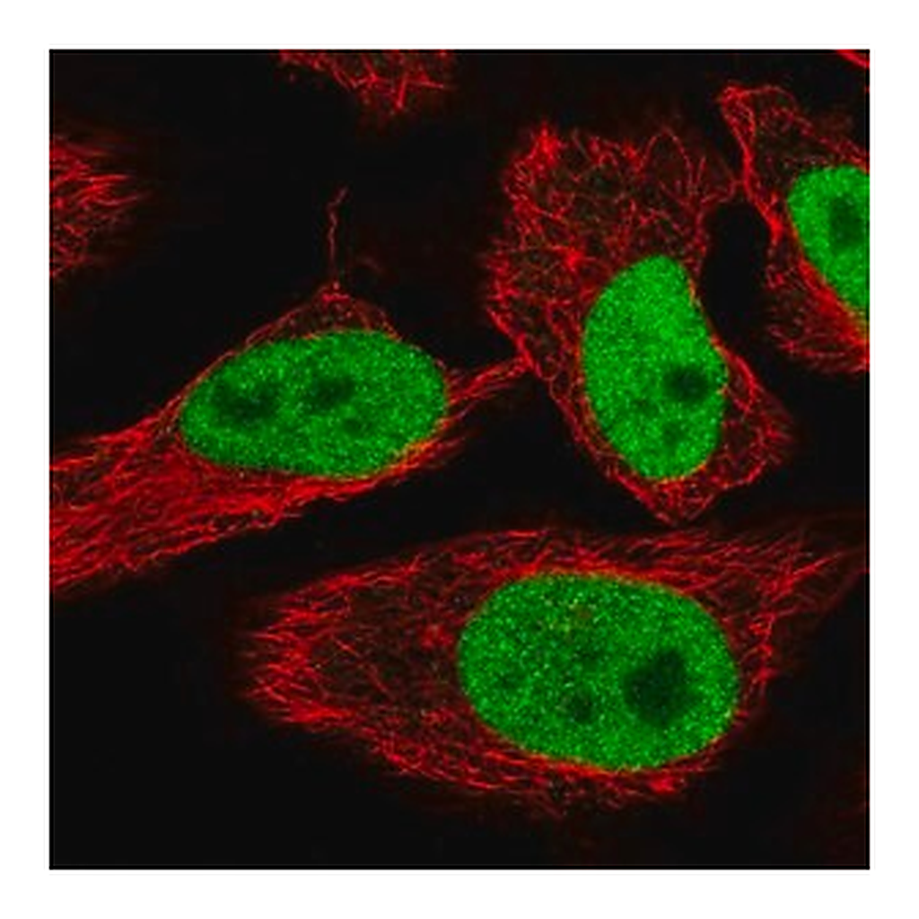 Merck Anti-SPIN1 antibody produced in rabbit