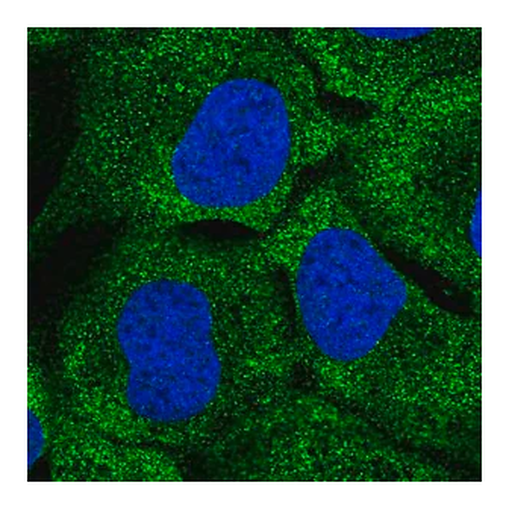 Merck Anti-DNAH7 antibody produced in rabbit