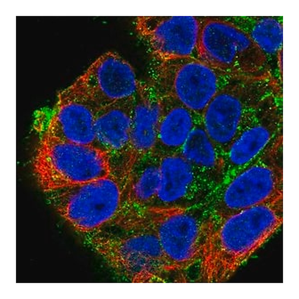 Merck Anti-SDC2 antibody produced in rabbit