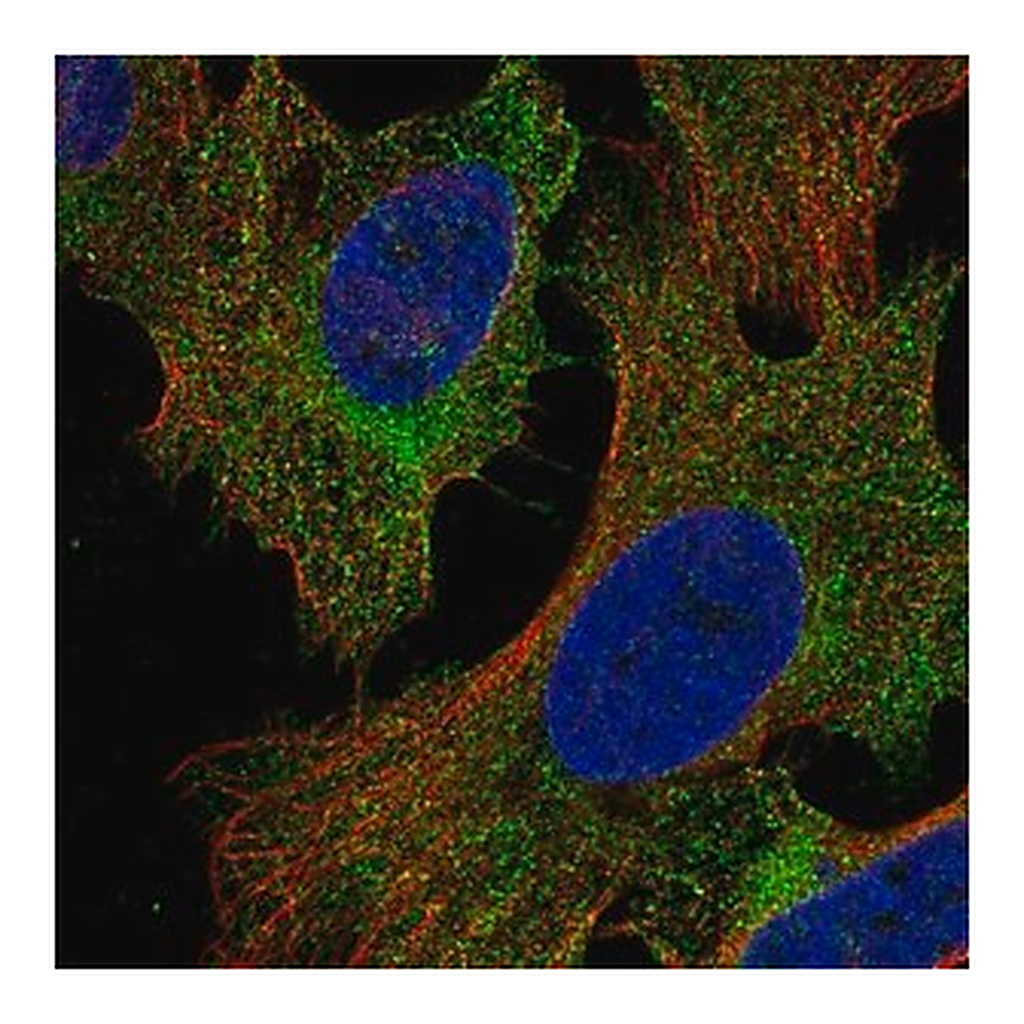 Merck Anti-PIK3R5 antibody produced in rabbit