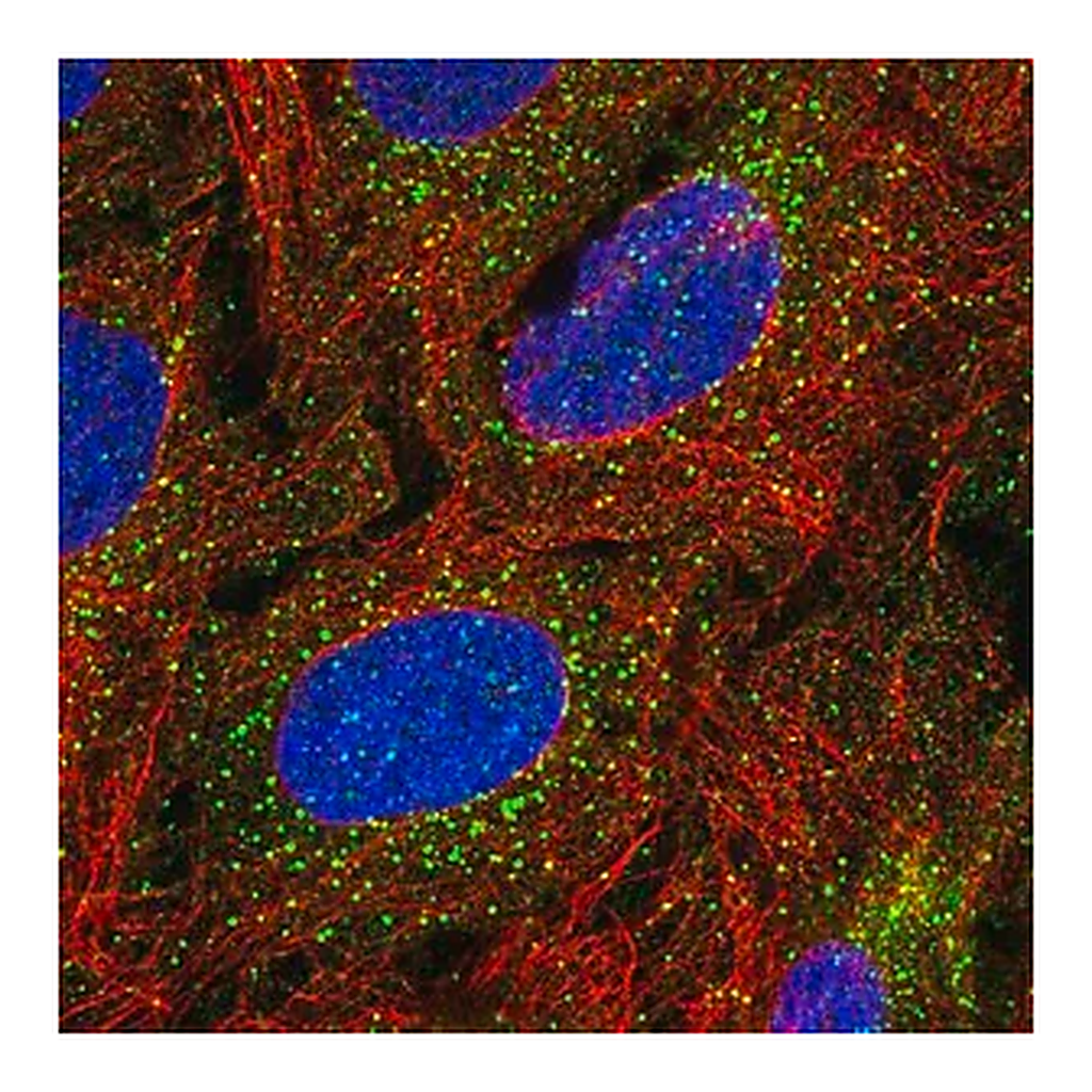 Merck Anti-TBX4 antibody produced in rabbit