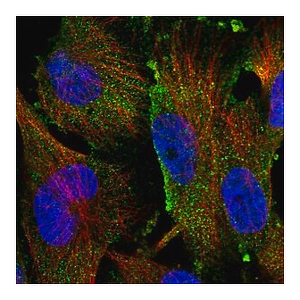 Merck Anti-TAMM41 antibody produced in rabbit