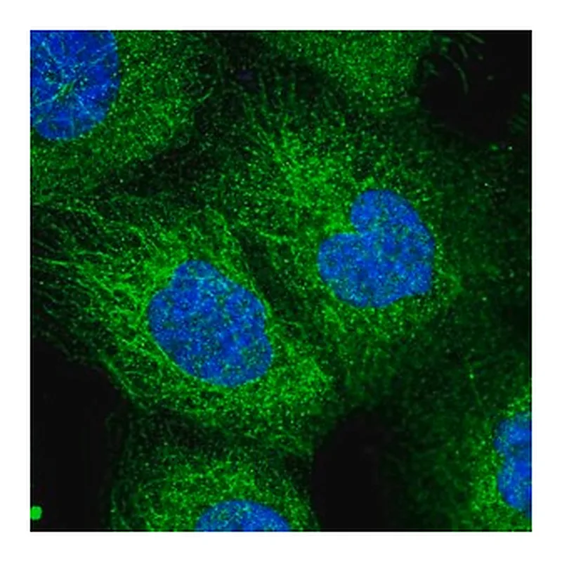 Merck Anti-EXOC1 antibody produced in rabbit