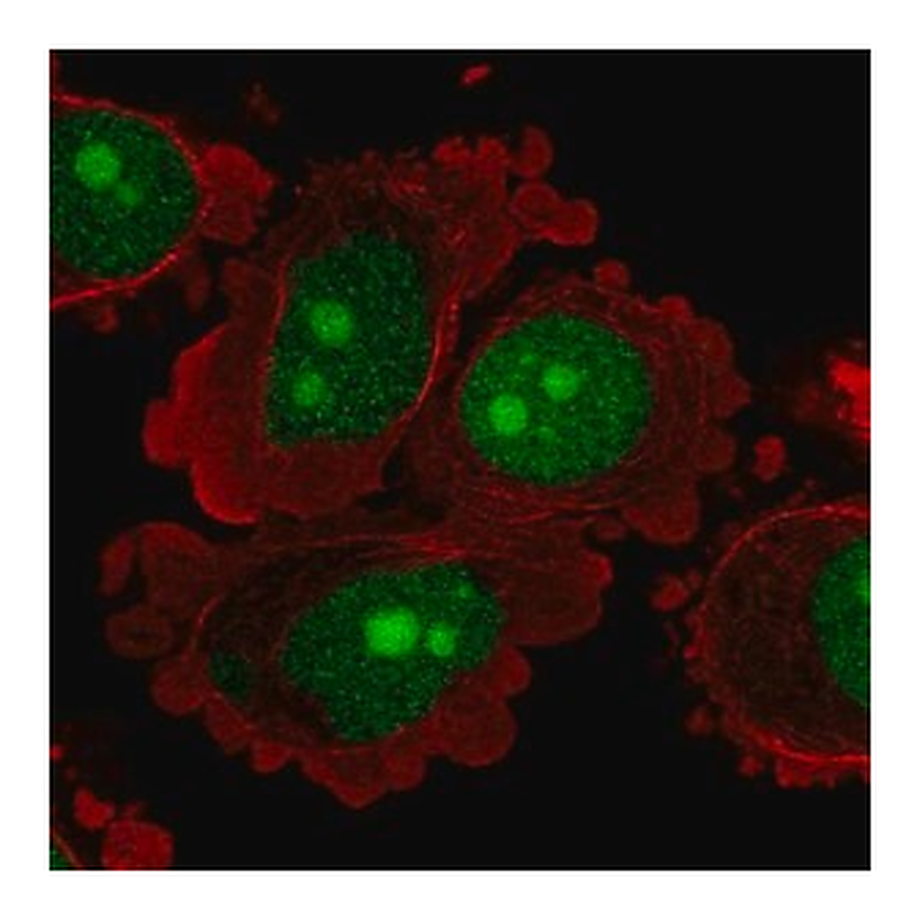 Merck Anti-C8orf59 antibody produced in rabbit