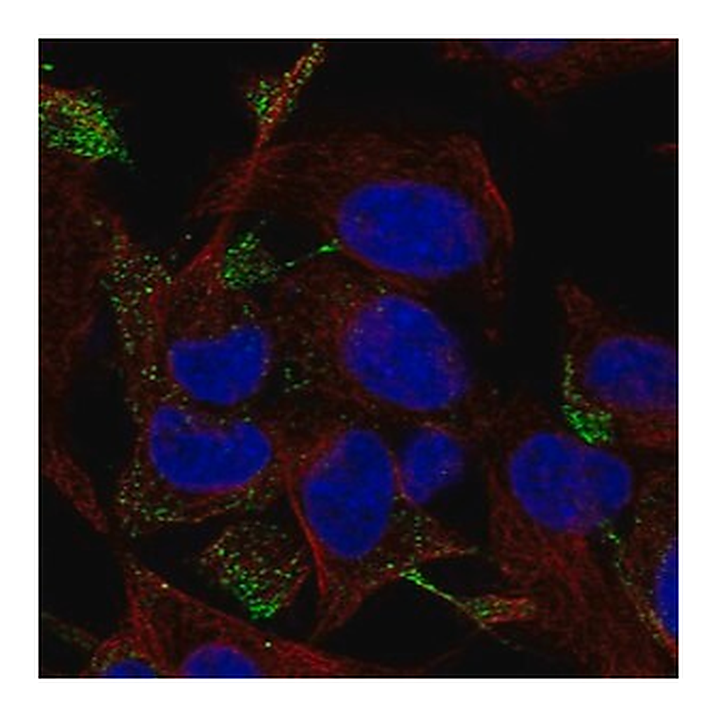 Merck Anti-RHOQ antibody produced in rabbit