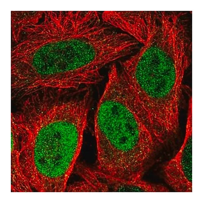 Merck Anti-KIF23 antibody produced in rabbit