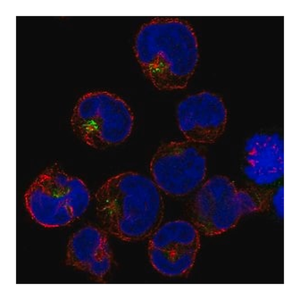 Merck Anti-PRAM1 antibody produced in rabbit
