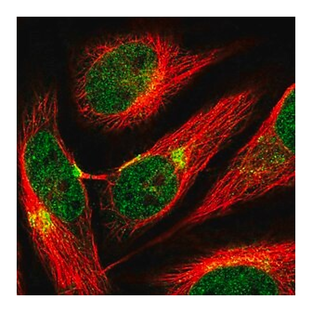 Merck Anti-AP3B1 antibody produced in rabbit