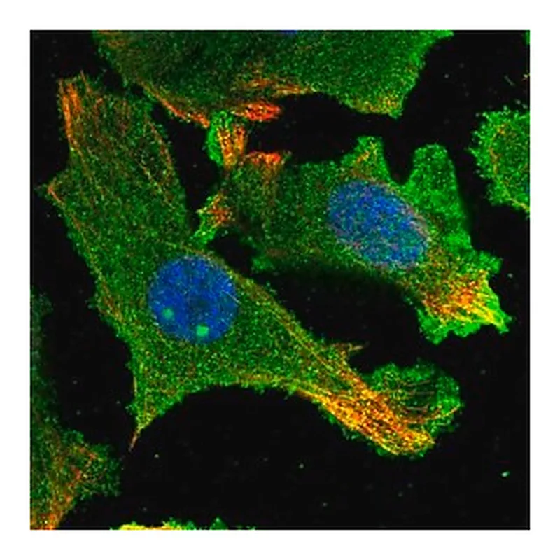 Merck Anti-HARBI1 antibody produced in rabbit