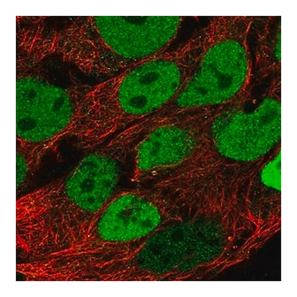 Merck Anti-CDX2 antibody produced in rabbit