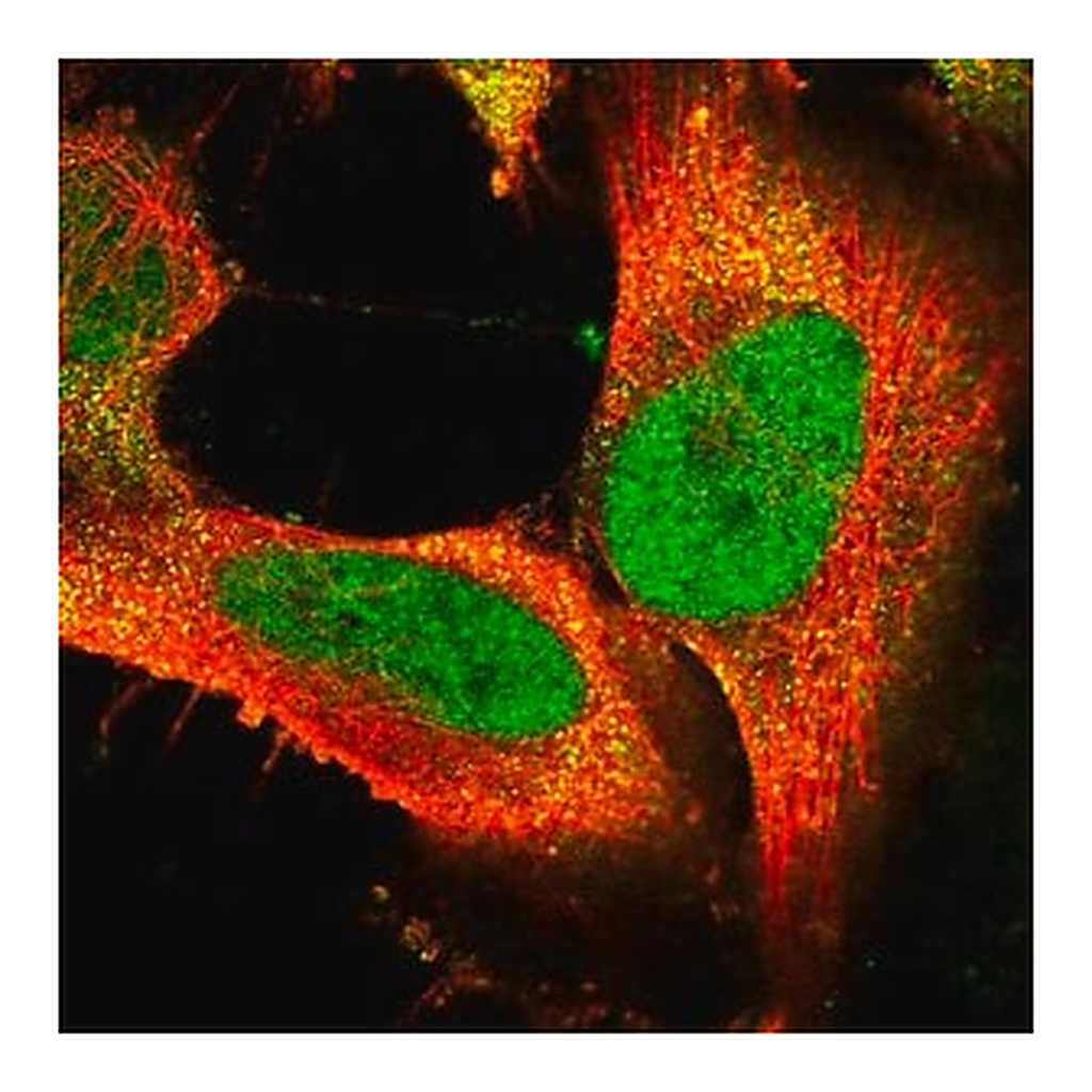 Merck Anti-FAM172A antibody produced in rabbit